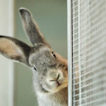 Angebot für Kinder in den Osterferien: Workshop „Ist der Osterhase auch ein Kaninchen?“
