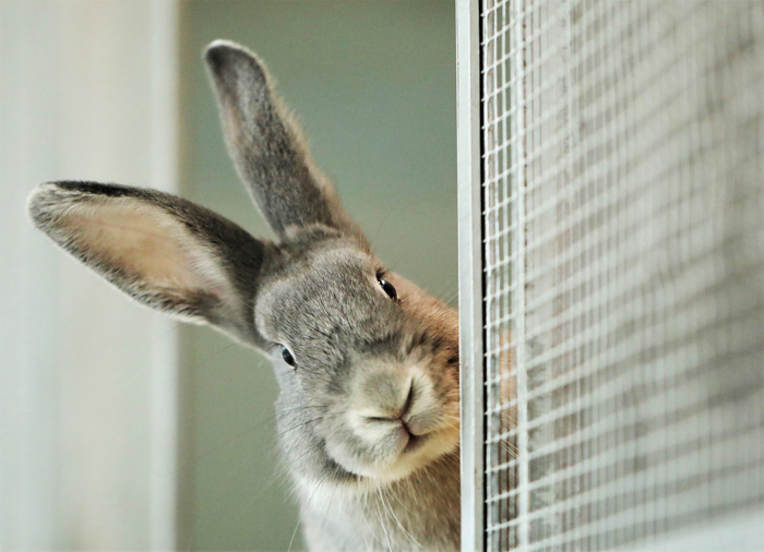 Angebot für Kinder in den Osterferien: Workshop „Ist der Osterhase auch ein Kaninchen?“